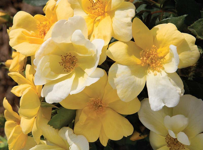Rose 'Sunny Knock Out', Rosa 'Sunny Knock Out', 'Sunny Knock Out' Rose, Shrub Roses, Rose bushes, Garden Roses, Rosa 'Radsunny', Yellow Roses, Yellow Flowers